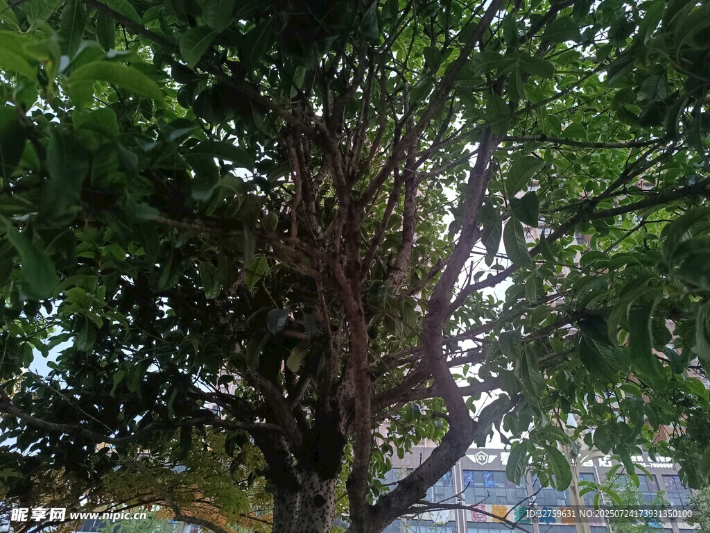 繁茂大树展现自然生机