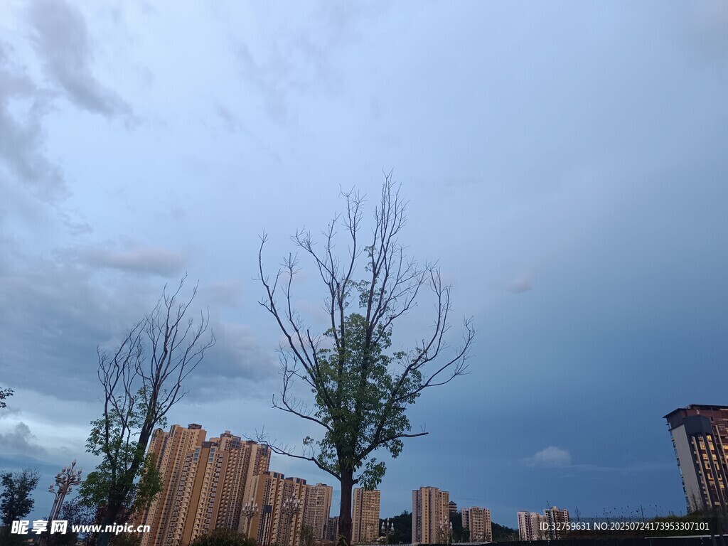 城市天际线旁的孤树