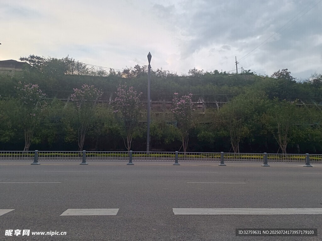 空旷道路旁的葱郁树林