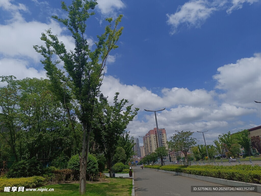 城市林荫道路风景
