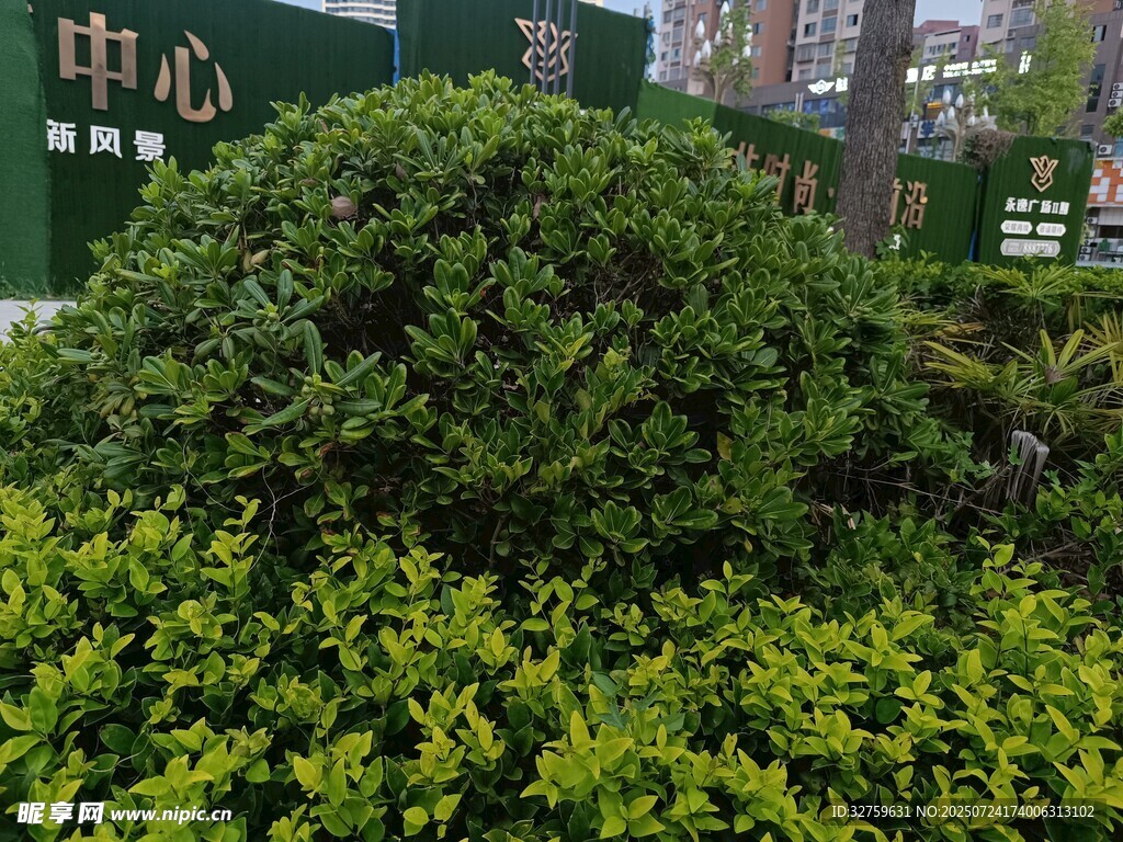 球形绿植景观