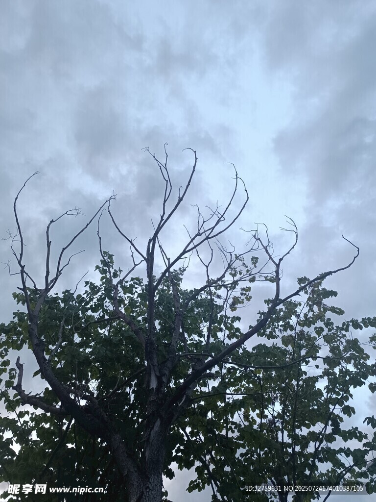 枯树与繁茂枝叶对比景象