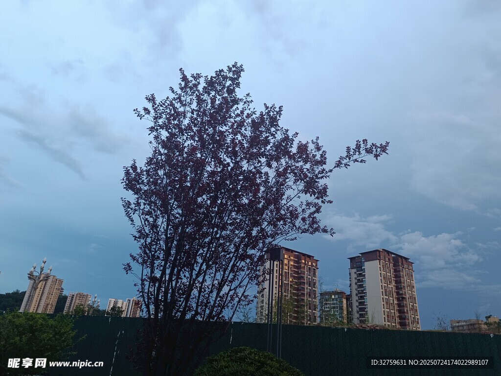 城市中独树与阴沉天空