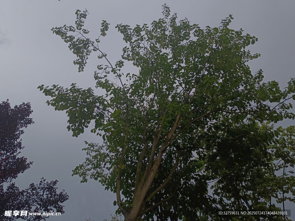 天空下的绿树
