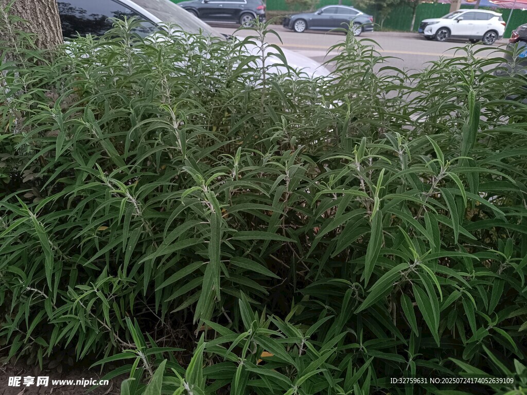 茂盛绿植景观
