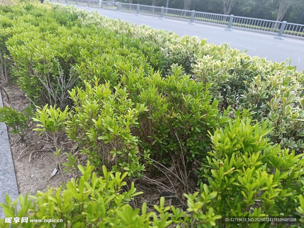 路边翠绿灌木丛