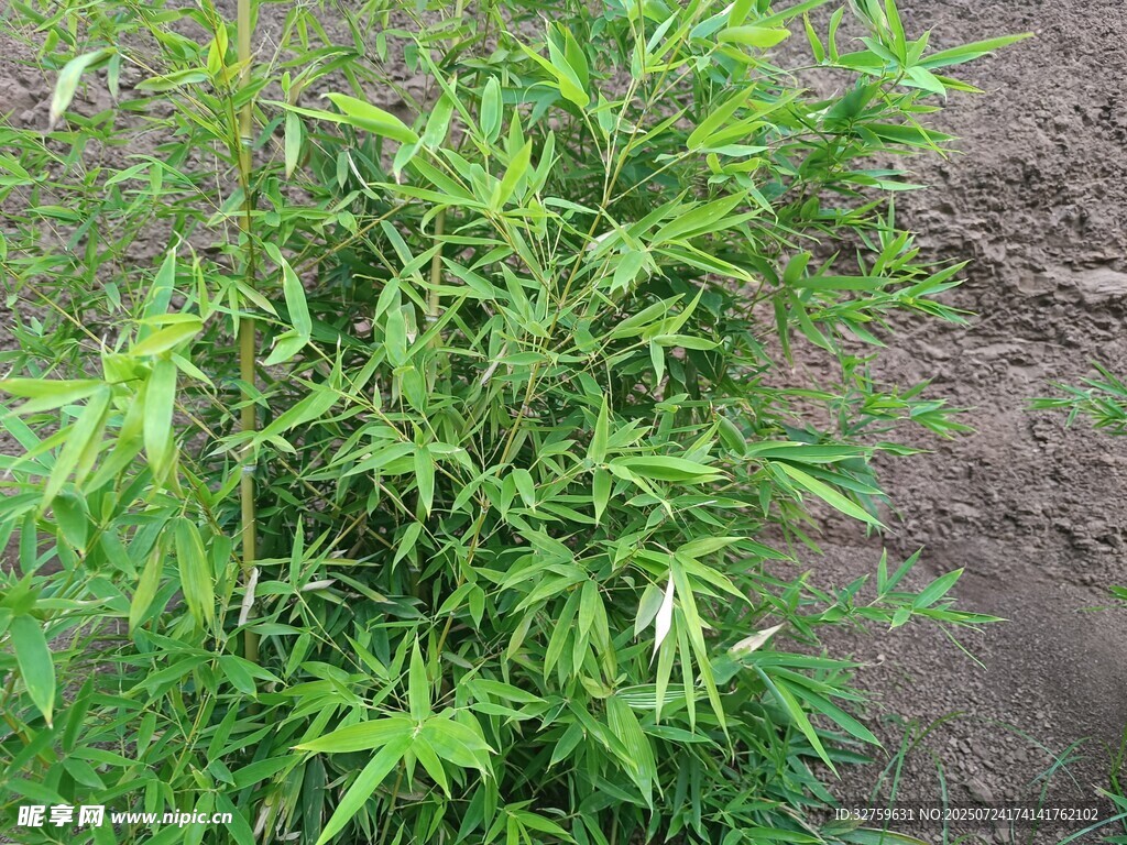 嫩绿竹子植株