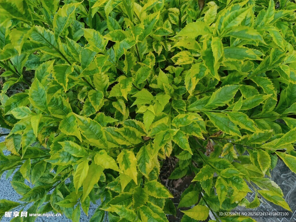 翠绿繁茂的植物枝叶