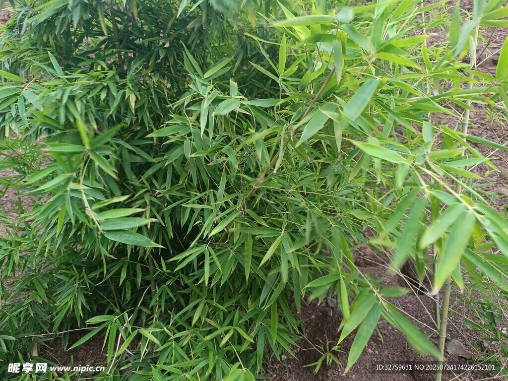 翠绿蓬勃的竹子植株