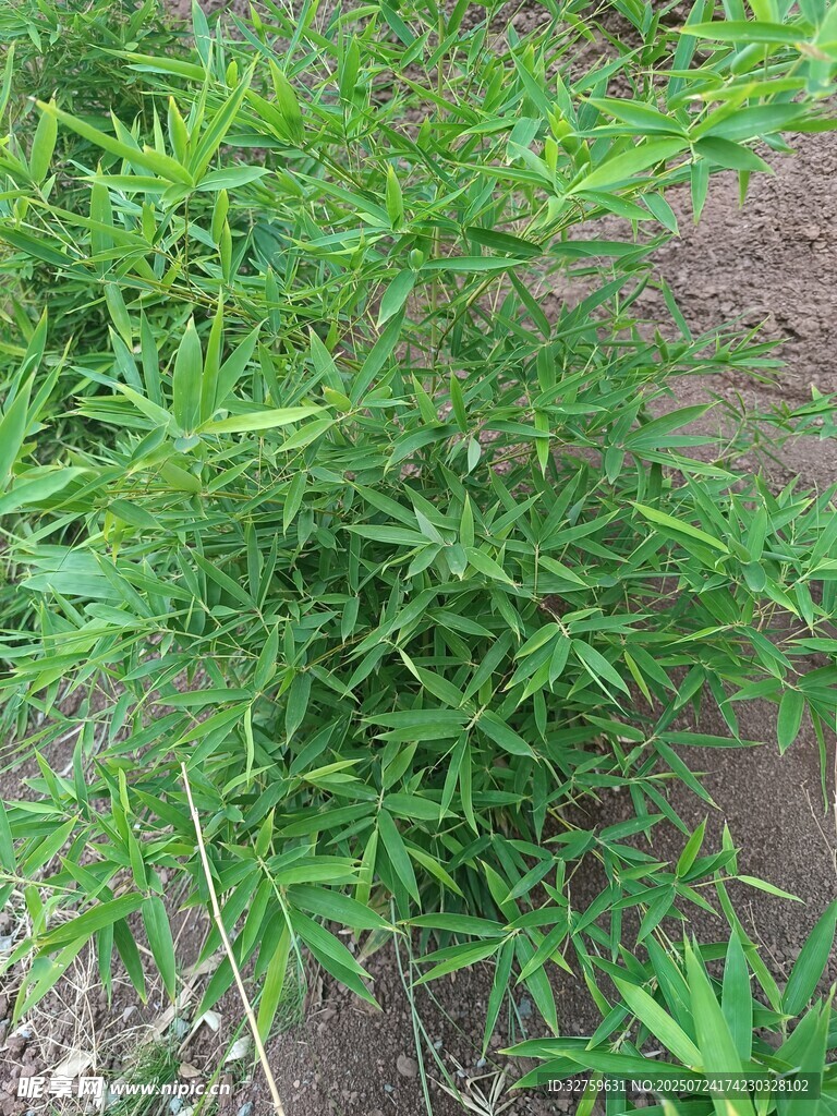 野外丛生的绿色植物