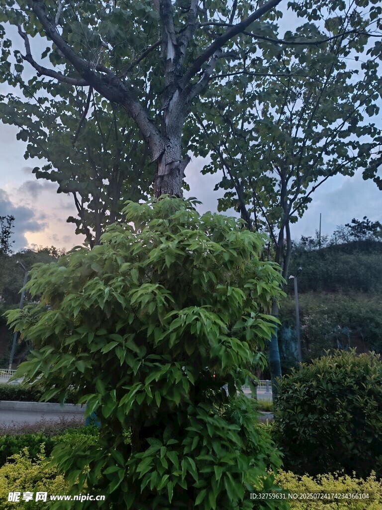 黄昏下的繁茂树木与绿植
