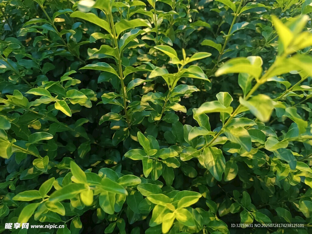 翠绿繁茂的植物景观
