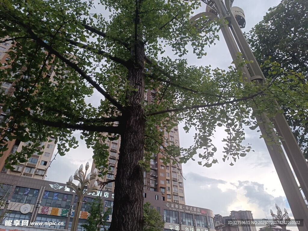 城市中高大挺拔的茂盛树木