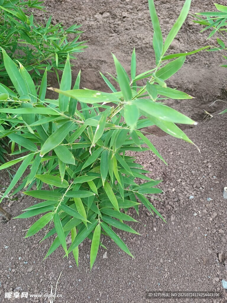 嫩绿竹子幼苗生机盎然