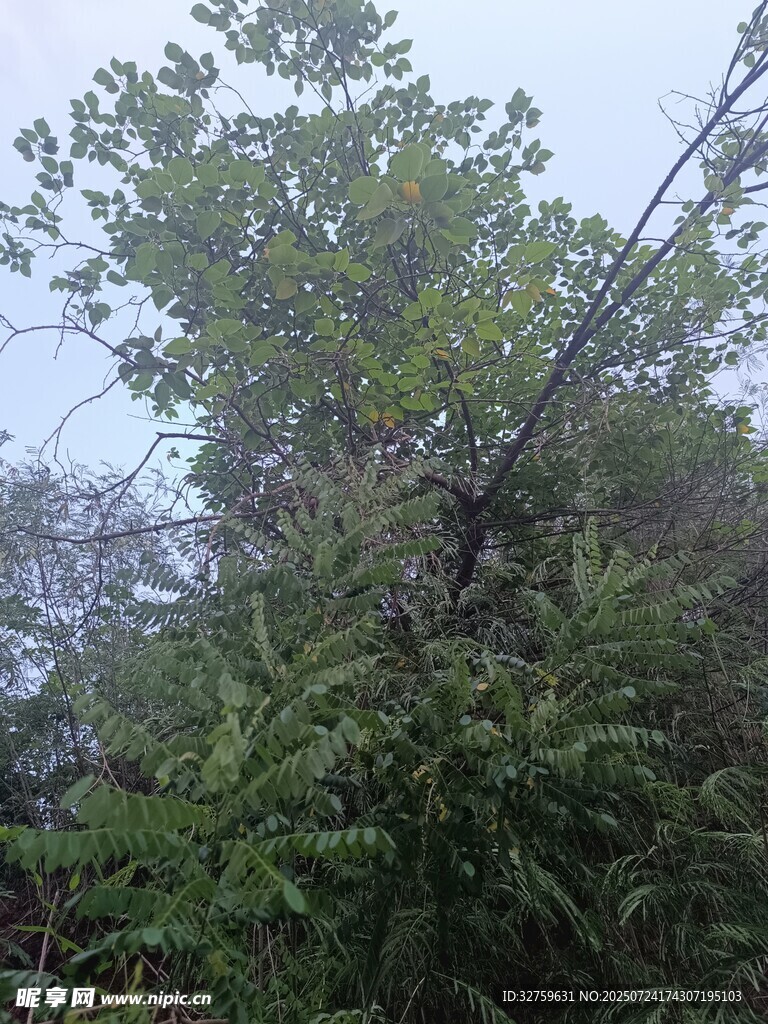雨中繁茂树木