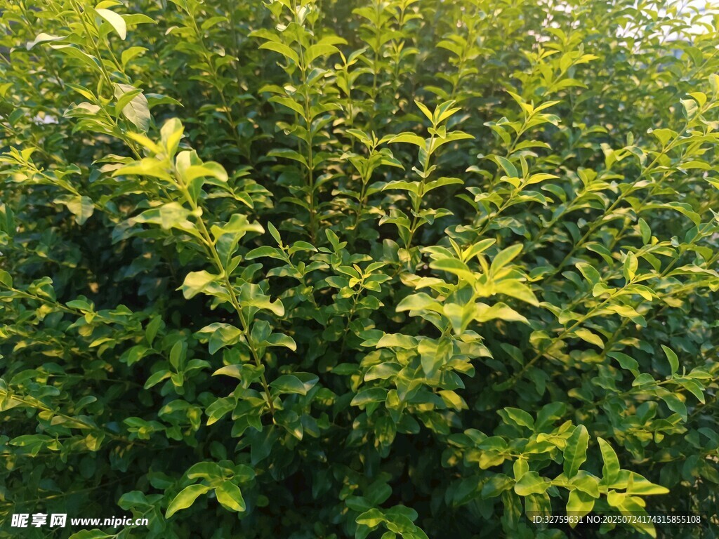茂密绿意盎然的灌木丛