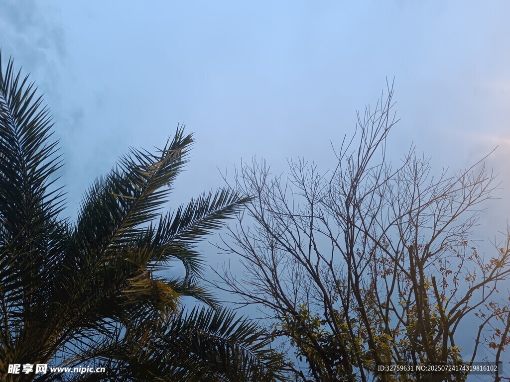 树梢间的天空与棕榈树