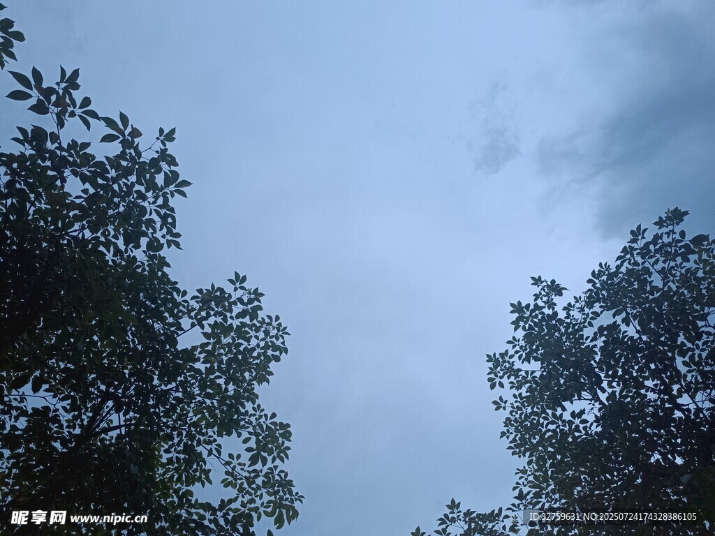 仰视天空下的茂密树木