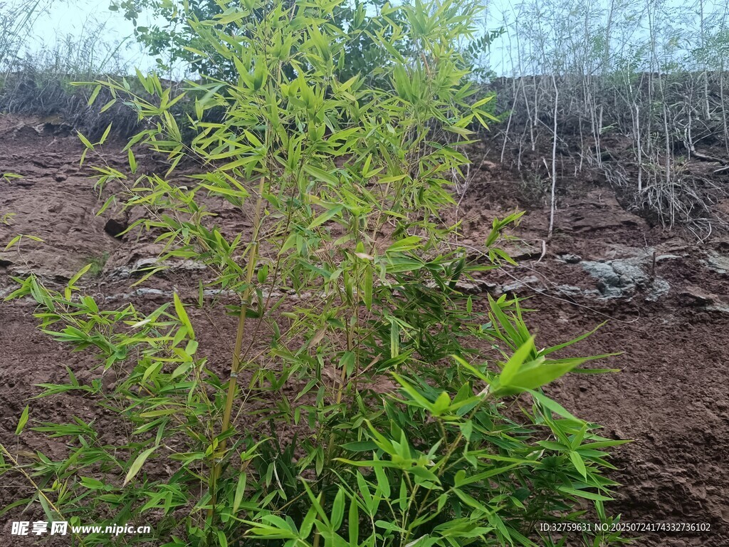 田野中的绿色植物