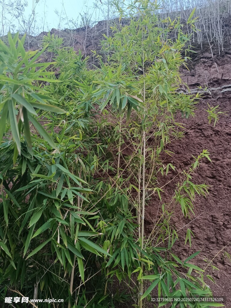 野外生长的翠绿竹子