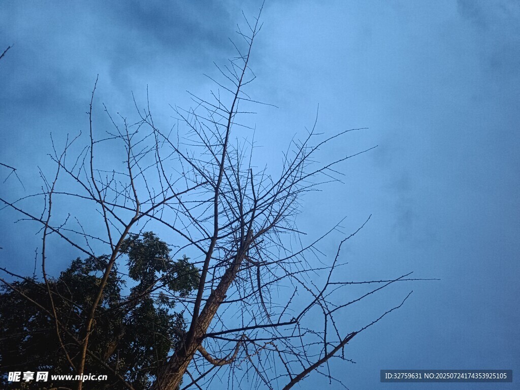 天空下的枯树枝