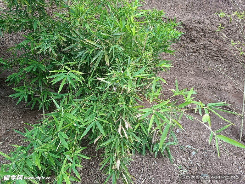 嫩绿植物生长于泥土中
