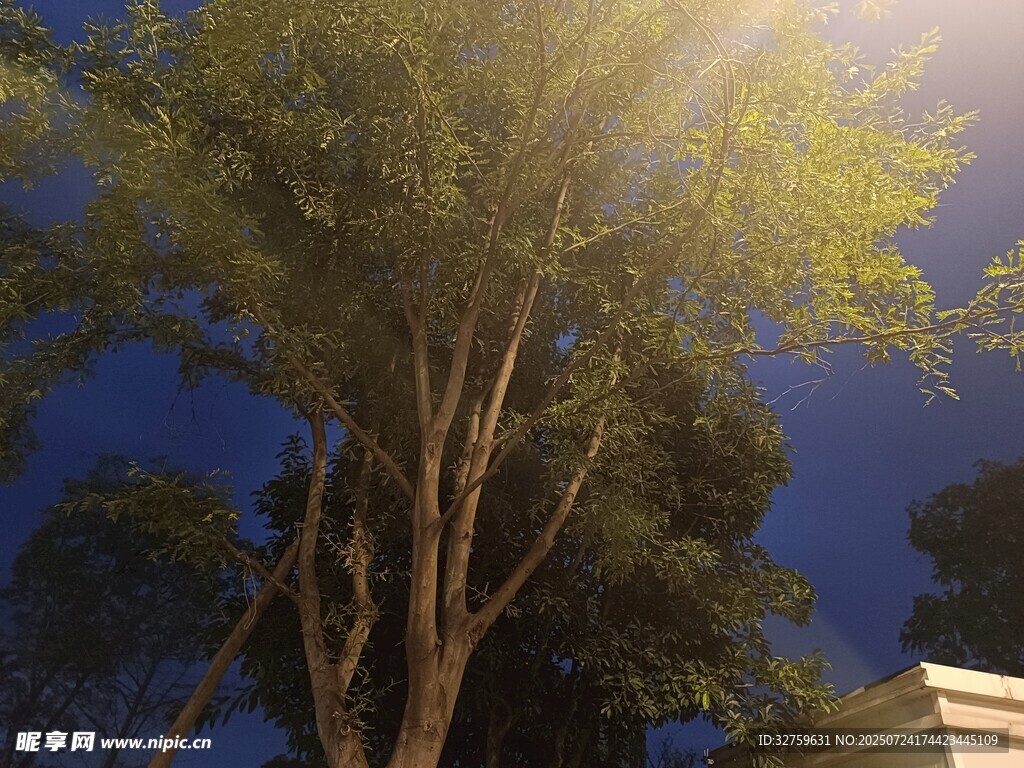 夜幕下的树木与明亮路灯