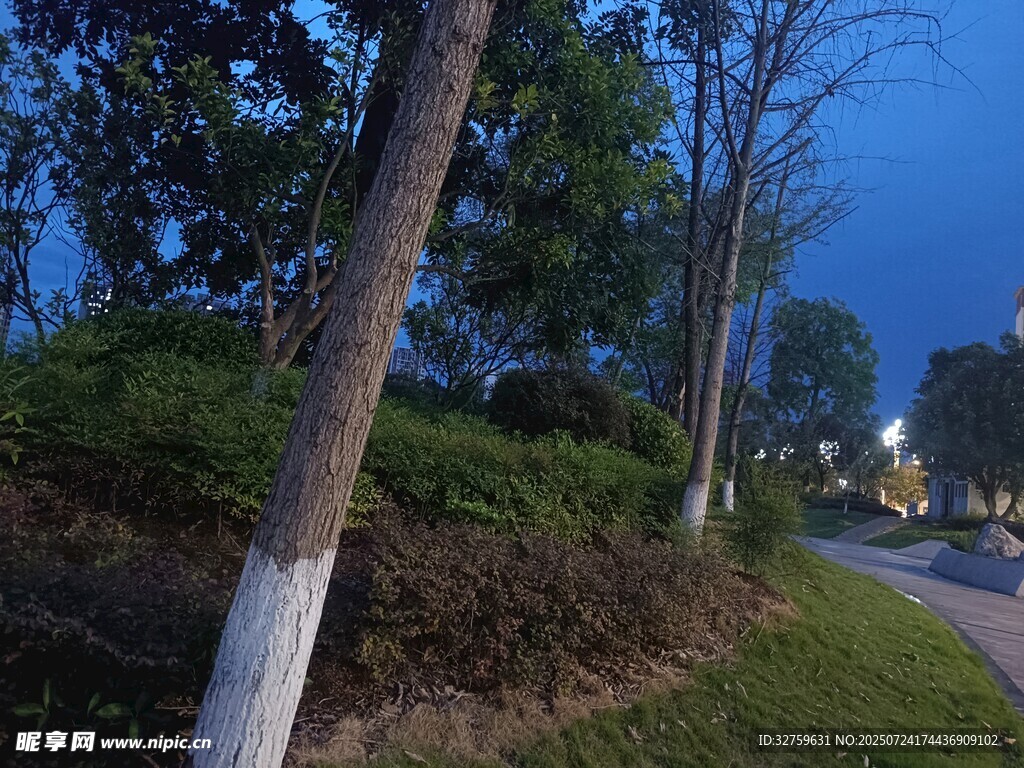 夜幕下的路边树木景观