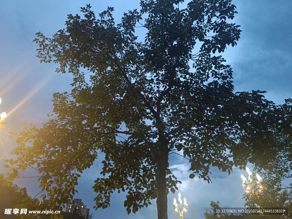 夕阳下的挺拔树木