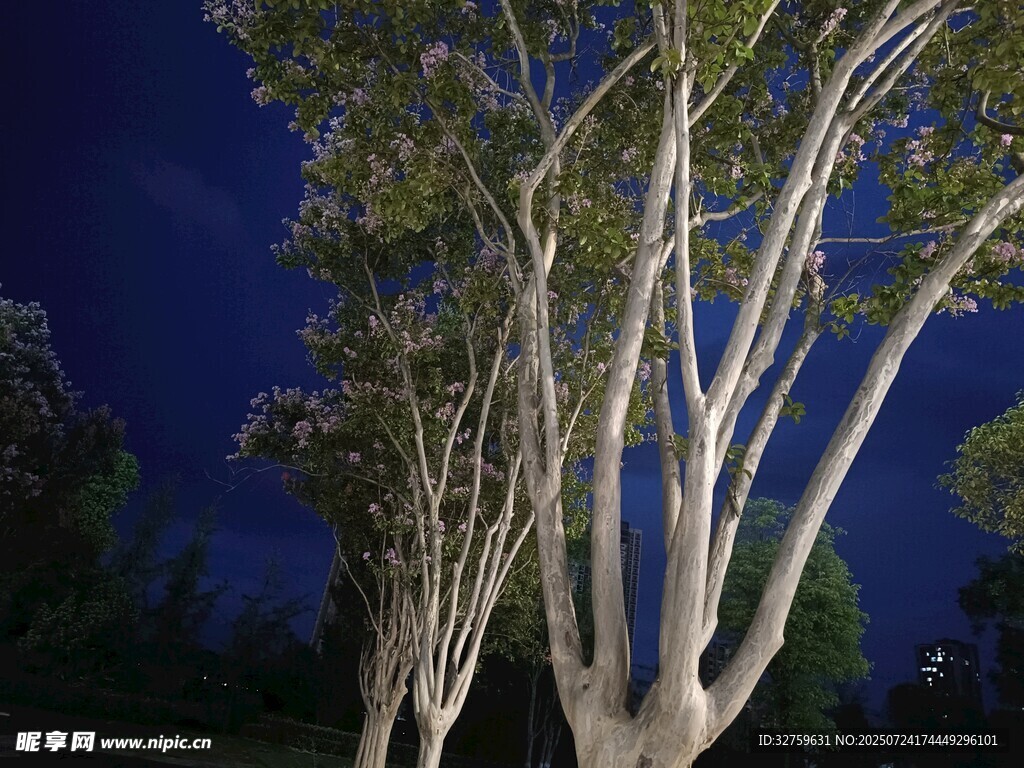 夜幕下的挺拔树木