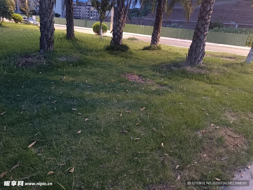 路边草地与树木景观