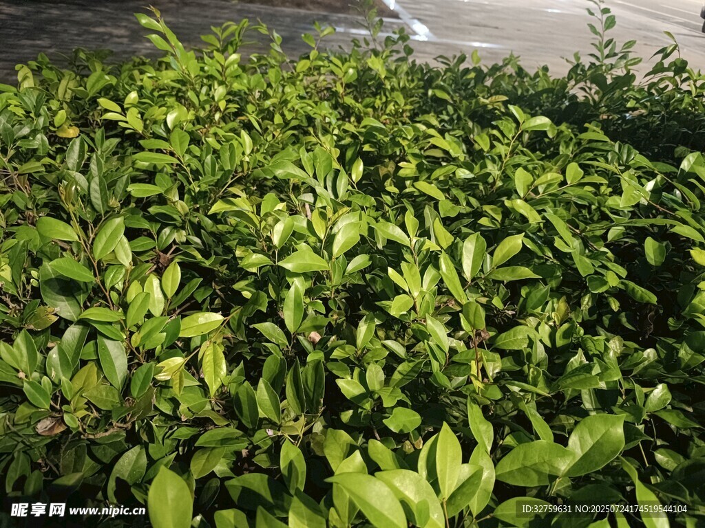 翠绿繁茂的茶叶植株