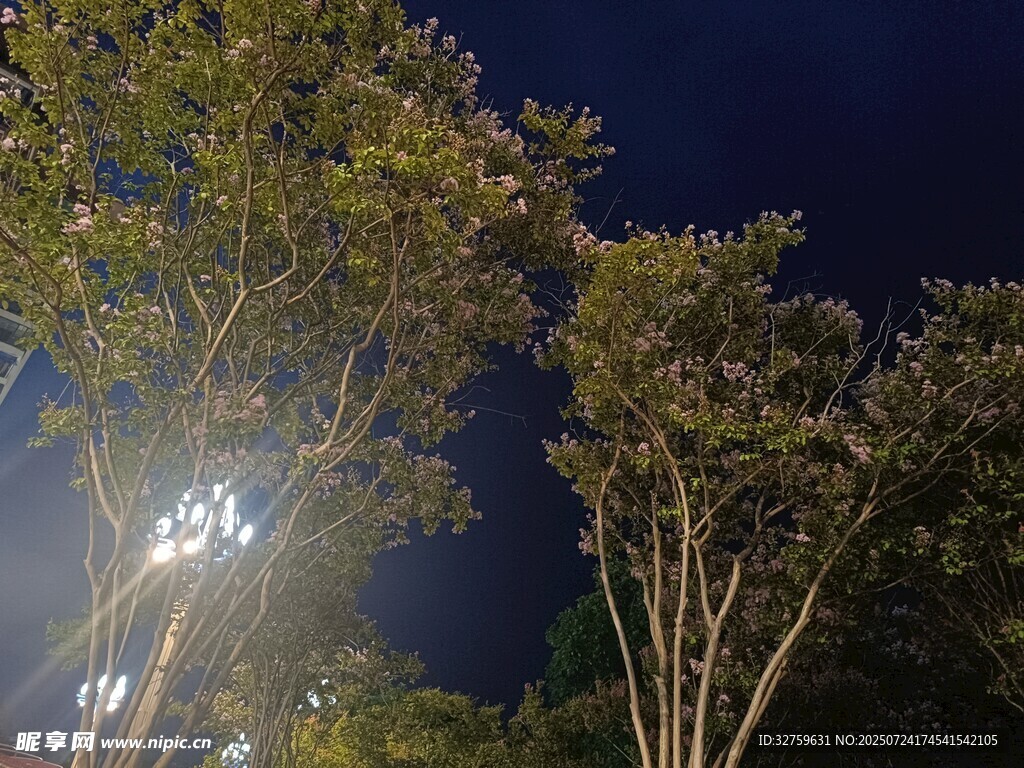 夜晚树木与明亮灯光
