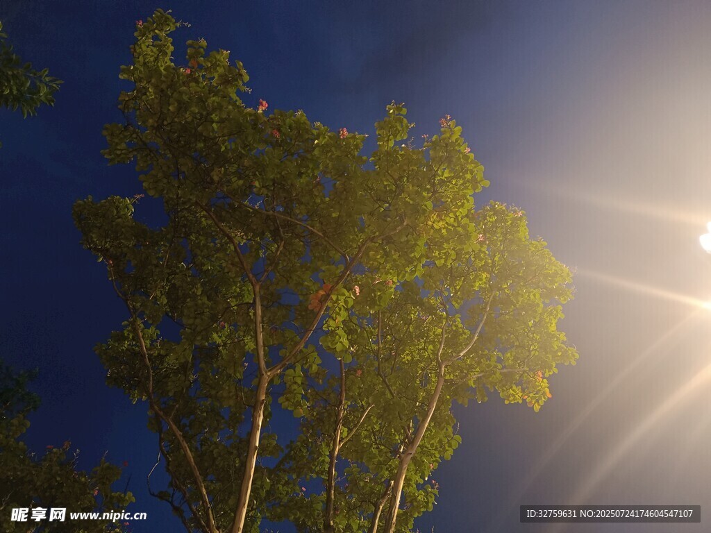 夕阳下的树木剪影