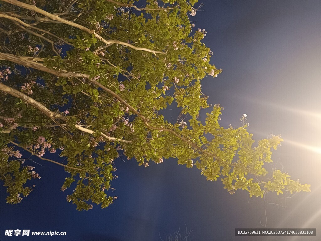 阳光透过枝叶的蓝天美景