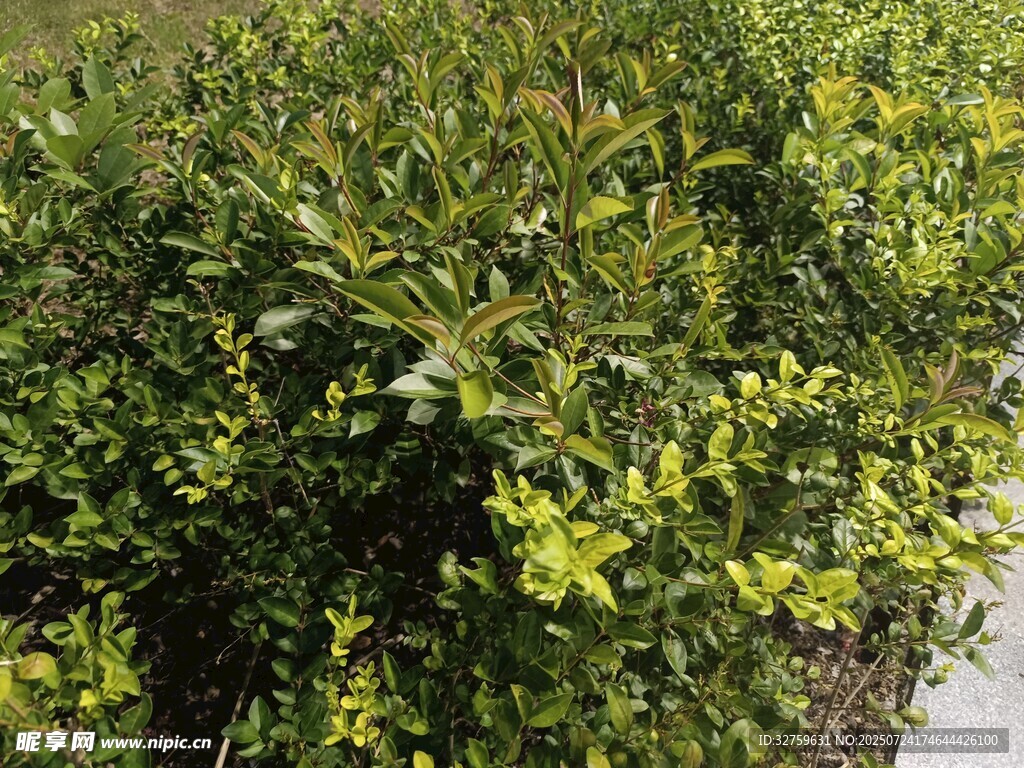 绿叶繁茂的灌木植物