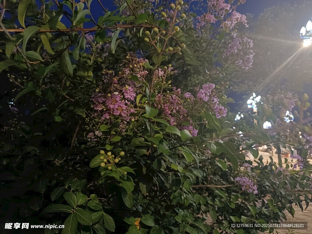 夜幕下绽放的绚烂花丛