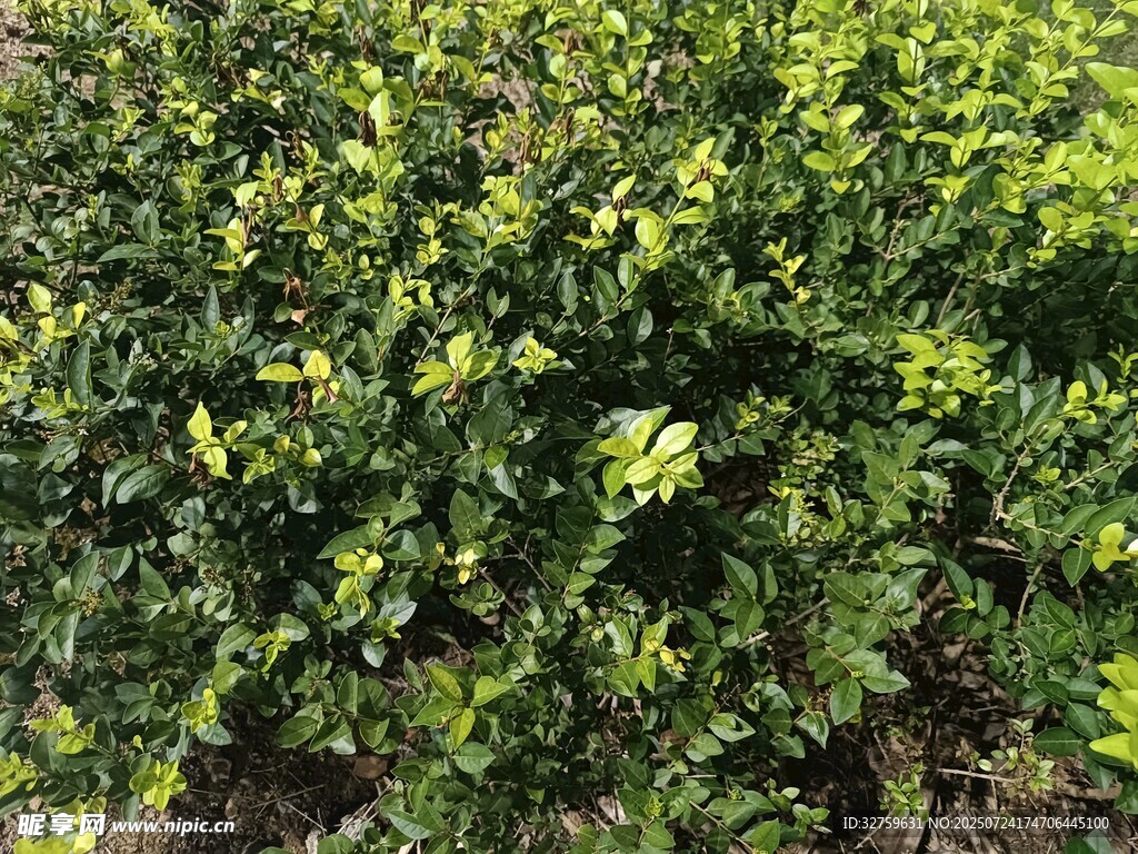 翠绿繁茂的灌木丛
