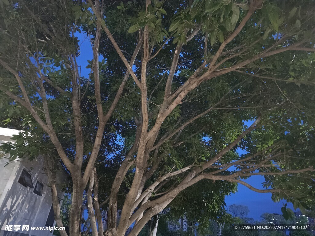 夜幕下的繁茂大树