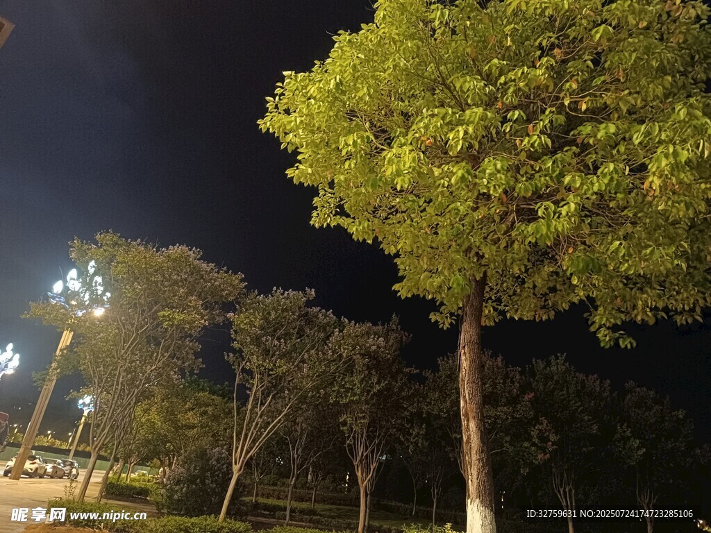夜晚路旁葱郁的绿树