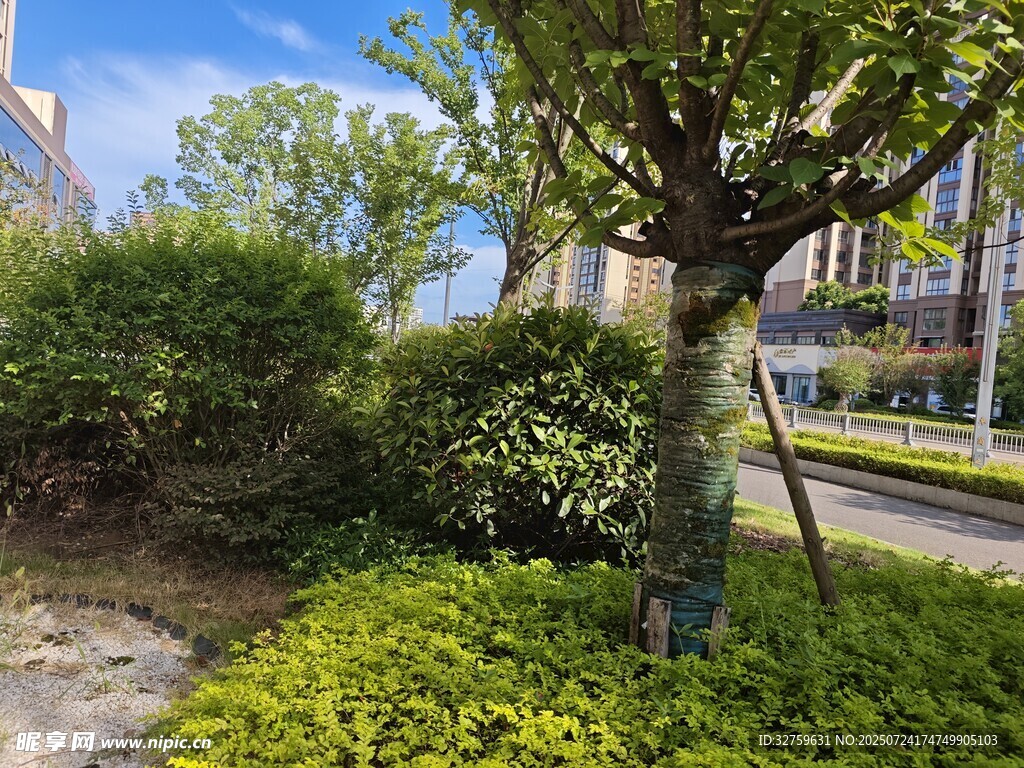 城市街边绿意盎然的景观