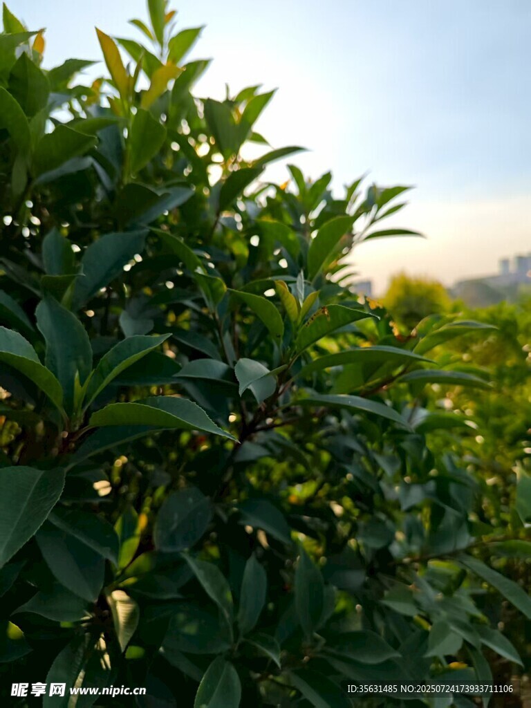 逆光绿植