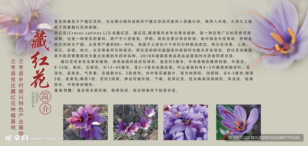 美丽藏红花介绍 藏红花写真