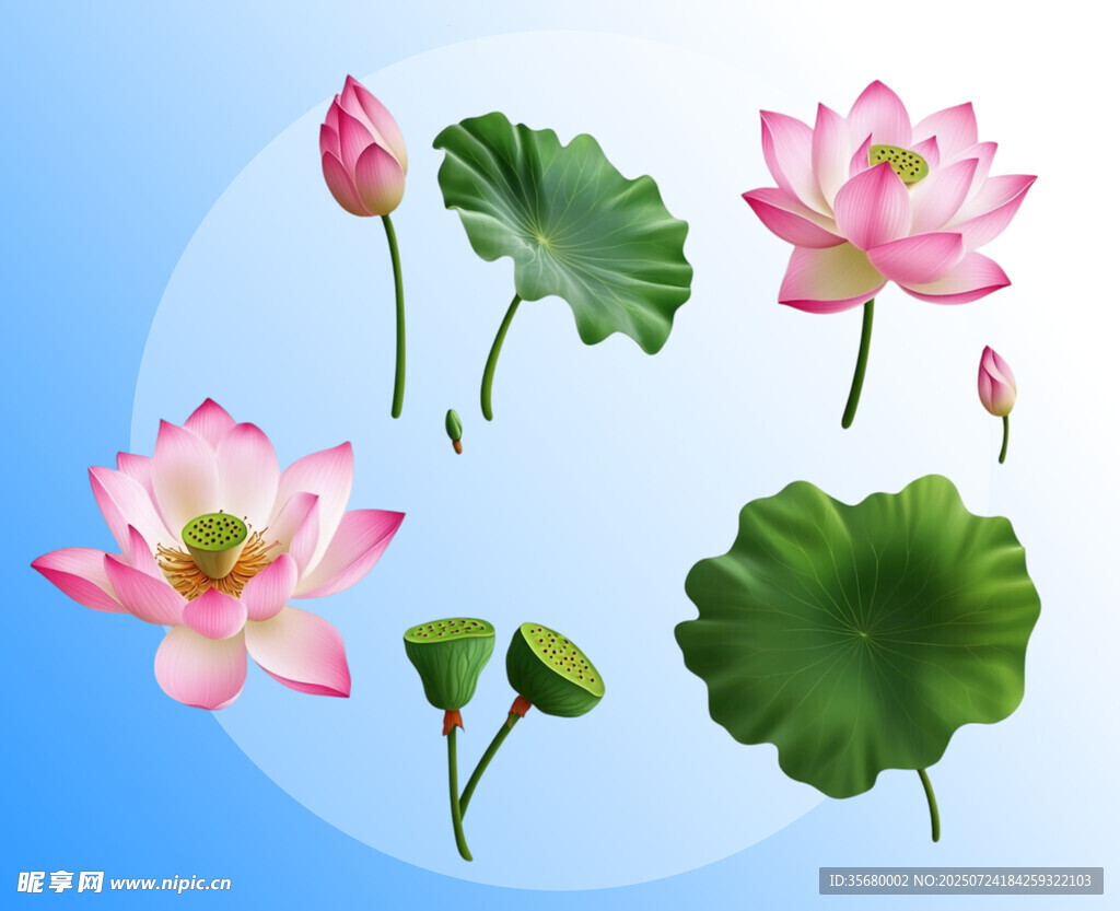 清新荷花