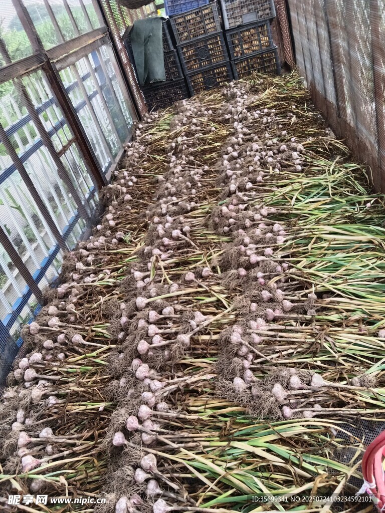 仓库内堆放的大量蒜薹