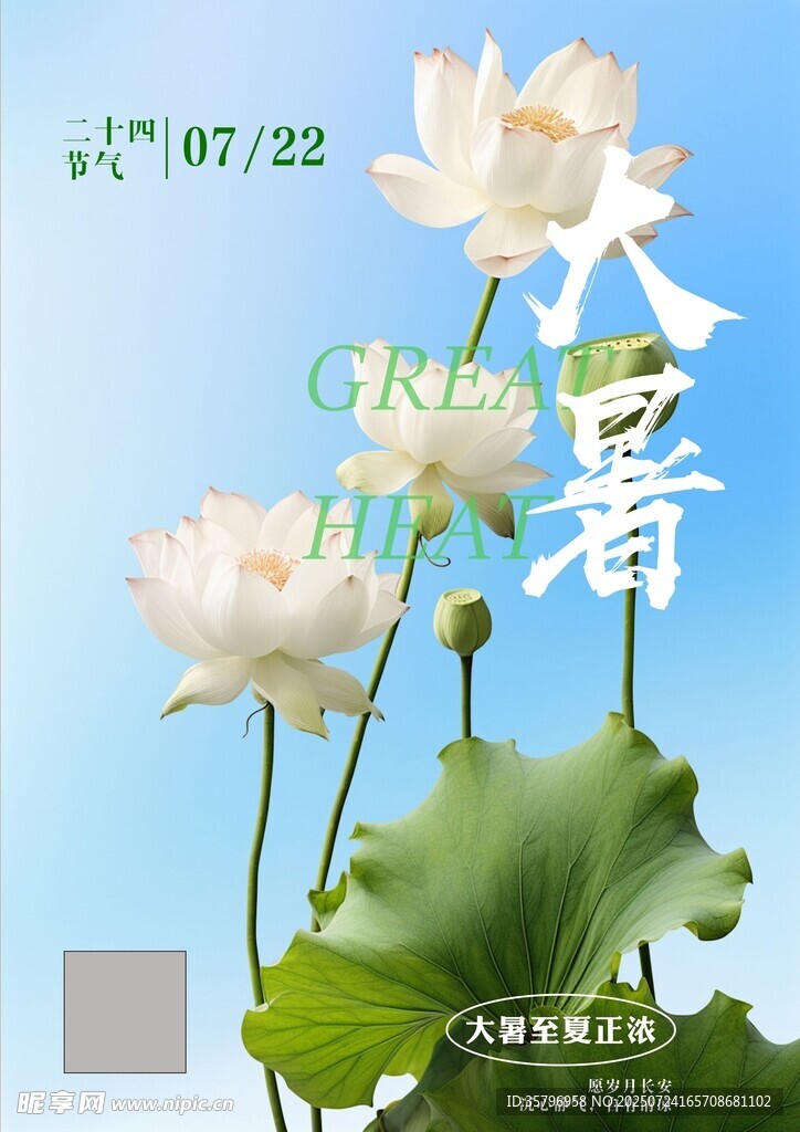 大暑时节荷花绽放