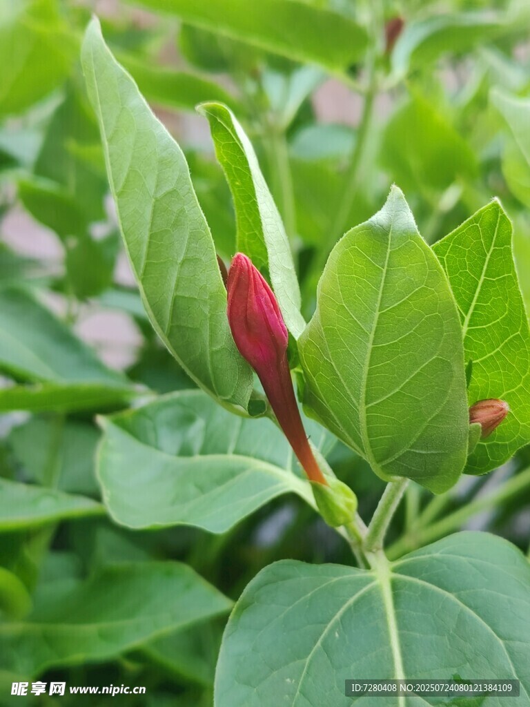 绿叶间的红嫩花苞