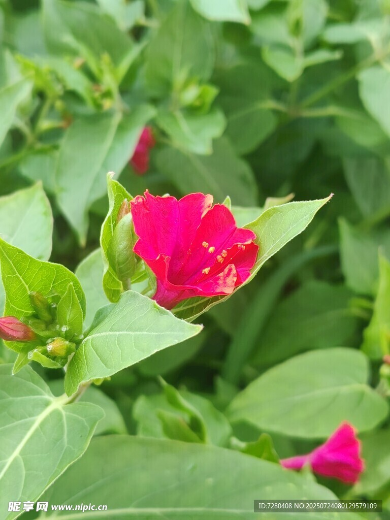 娇艳玫红花朵与绿叶