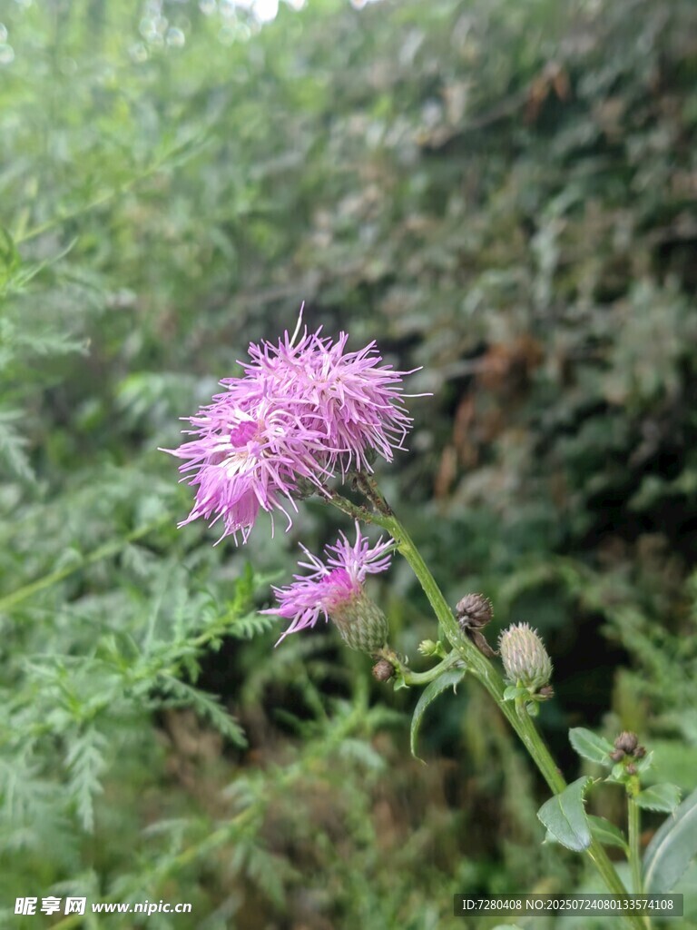 野外绽放的紫色花朵