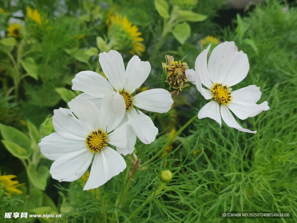 清新绽放的白色波斯菊